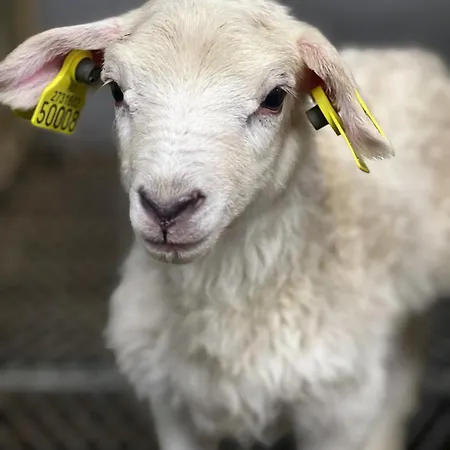 Grandma's House * フロム