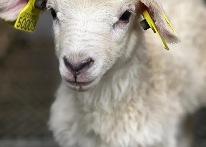 Grandma's House * Flåm